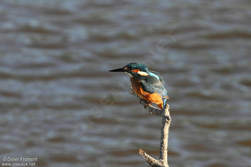 Common Kingfisher