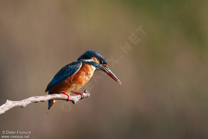 Common Kingfisher