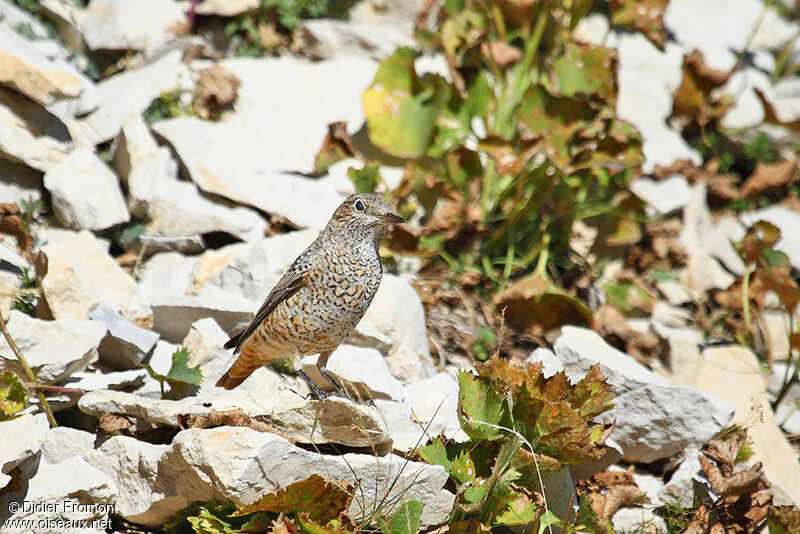 Common Rock Thrush female