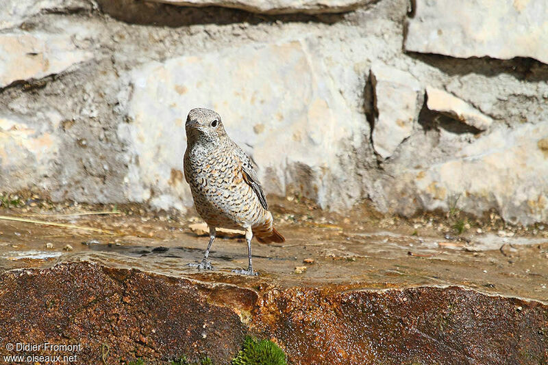 Common Rock Thrush female