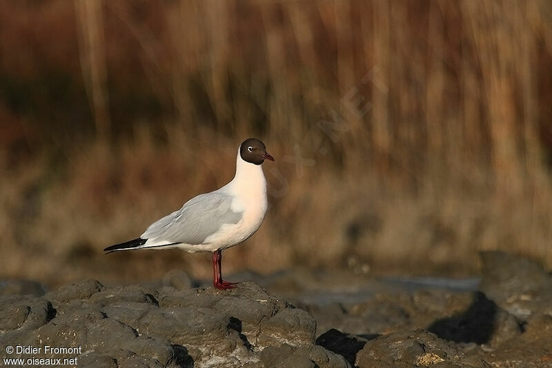 Mouette rieuse