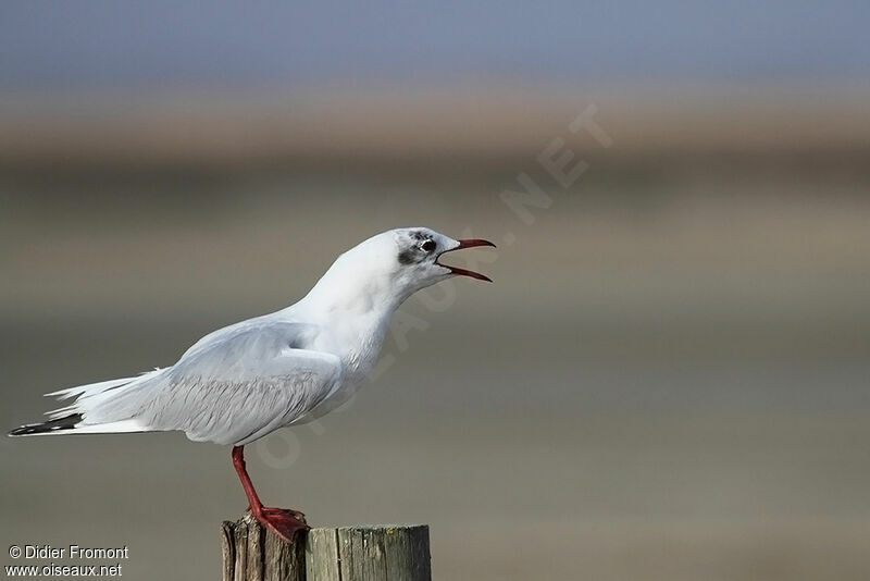 Black-headed Gull