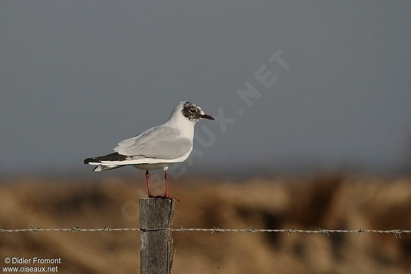 Black-headed Gull