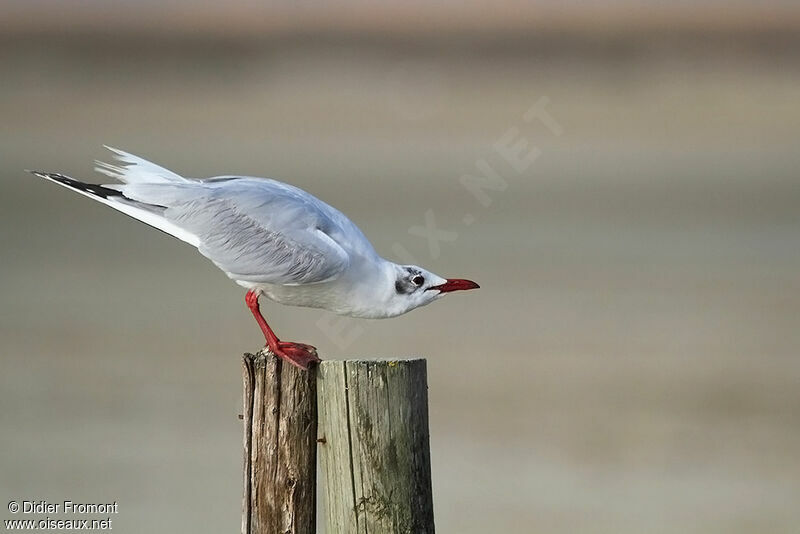 Mouette rieuse