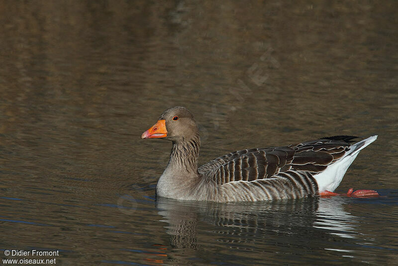 Greylag Goose