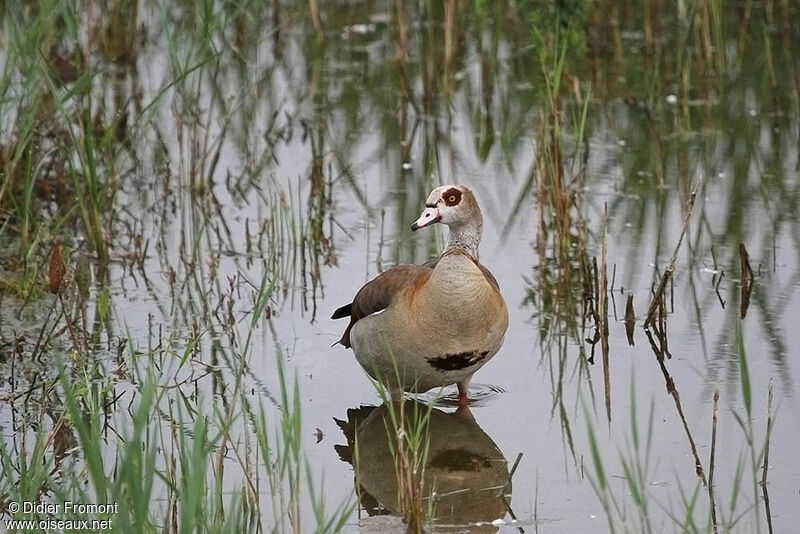 Egyptian Goose