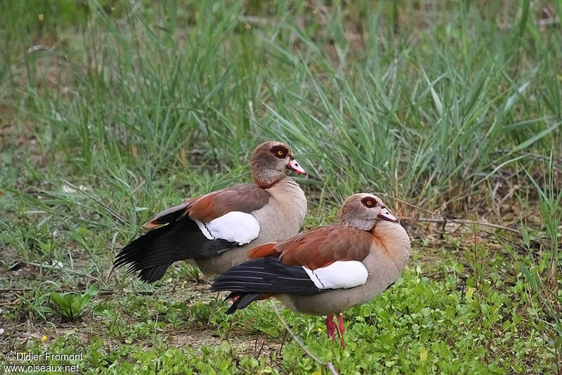 Egyptian Goose