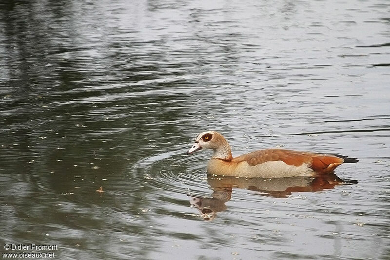 Egyptian Goose