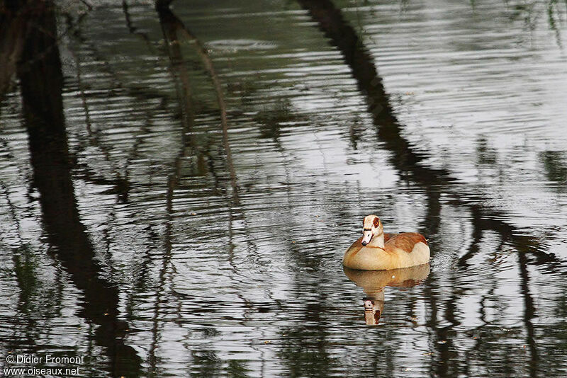 Egyptian Goose