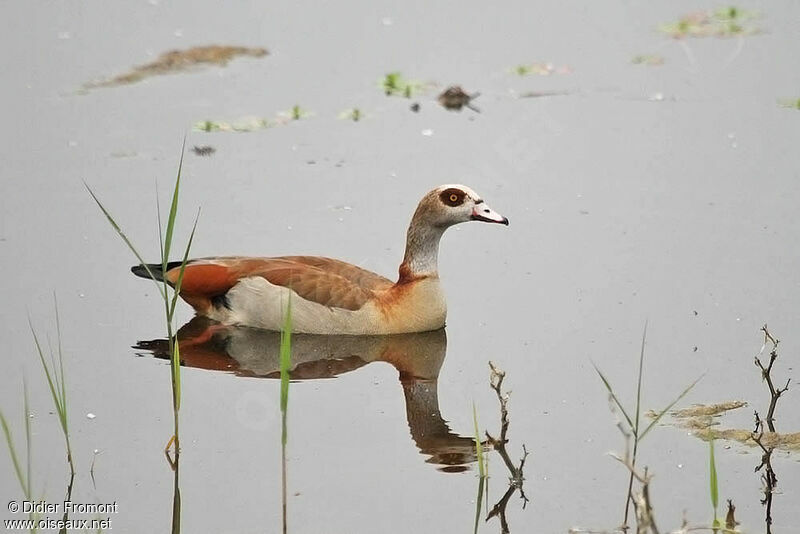 Egyptian Goose