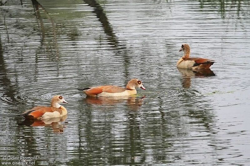 Egyptian Goose