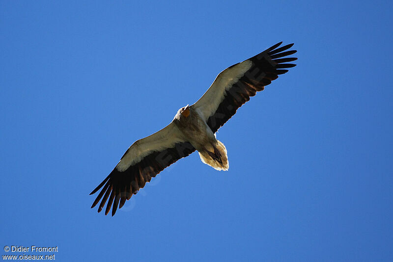 Egyptian Vulture