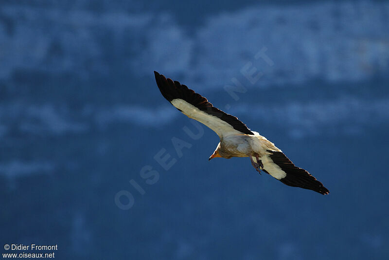 Egyptian Vulture