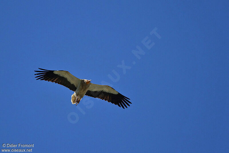 Egyptian Vulture