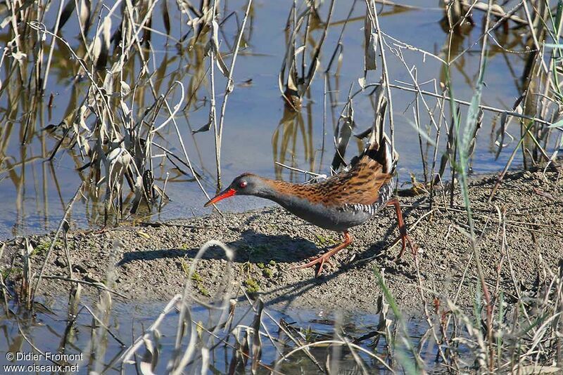 Water Rail