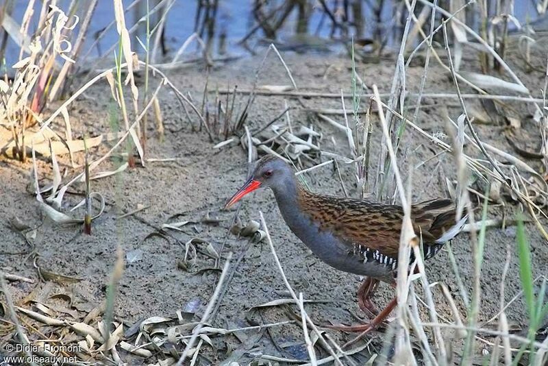 Water Rail