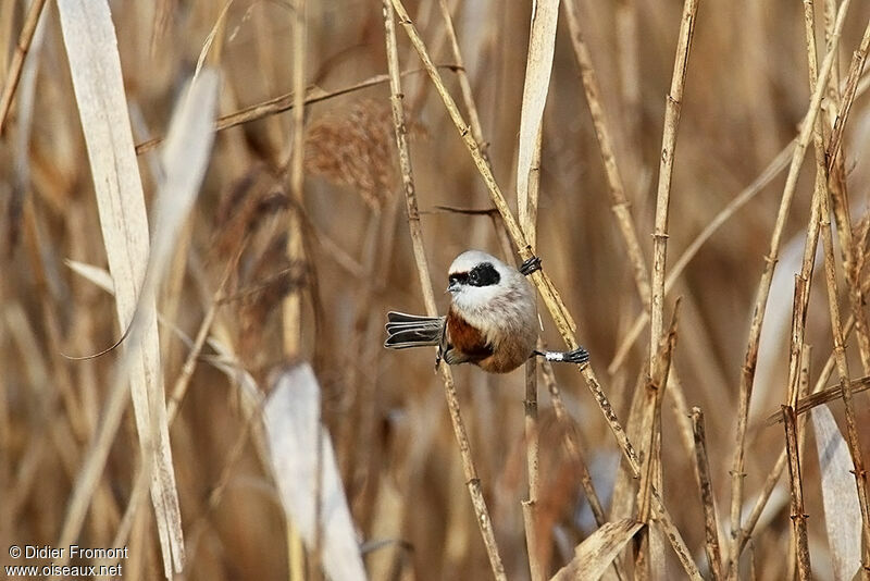 Rémiz penduline