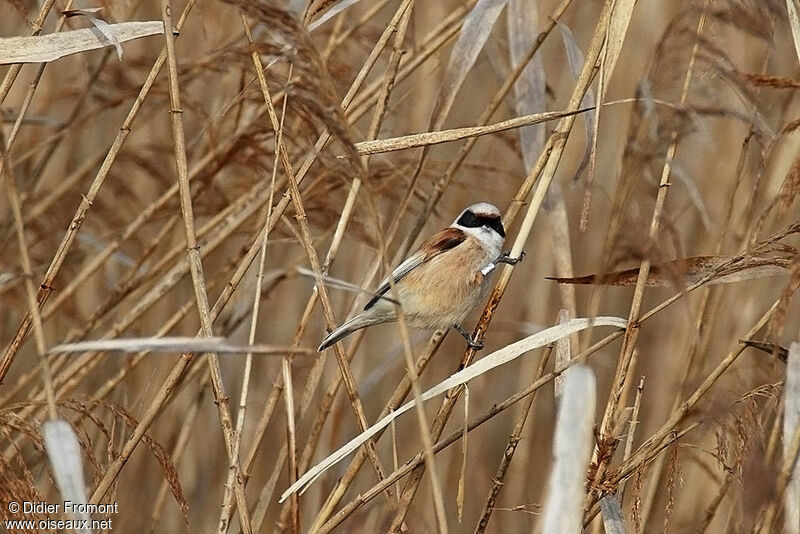 Rémiz penduline