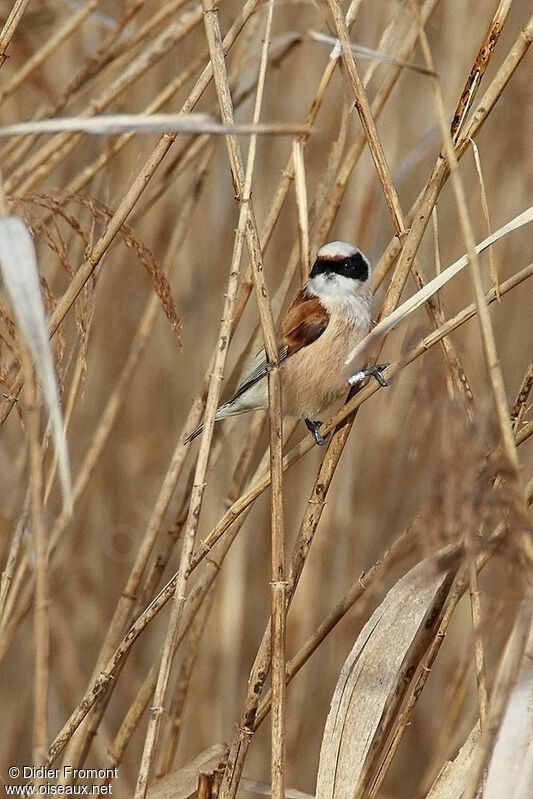 Rémiz penduline