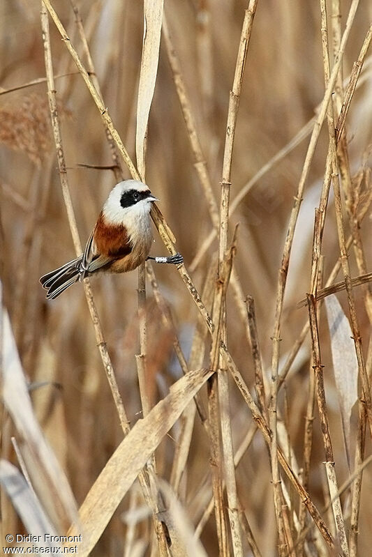 Rémiz penduline