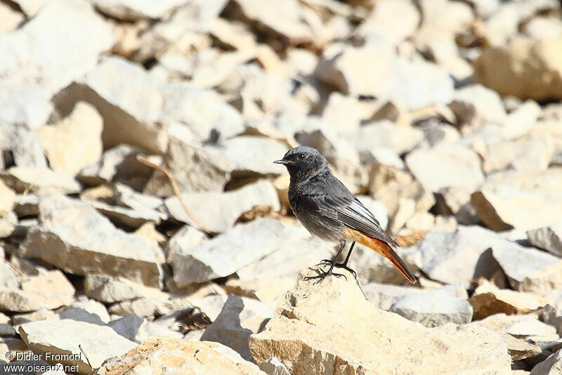 Black Redstart