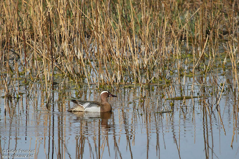 Garganey male