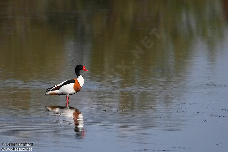 Common Shelduck male adult