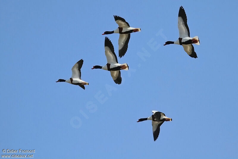 Common Shelduckadult