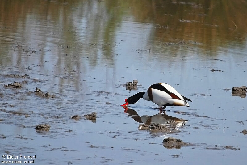 Common Shelduck male adult