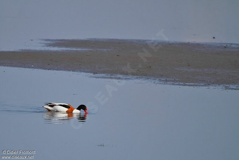 Common Shelduck male adult