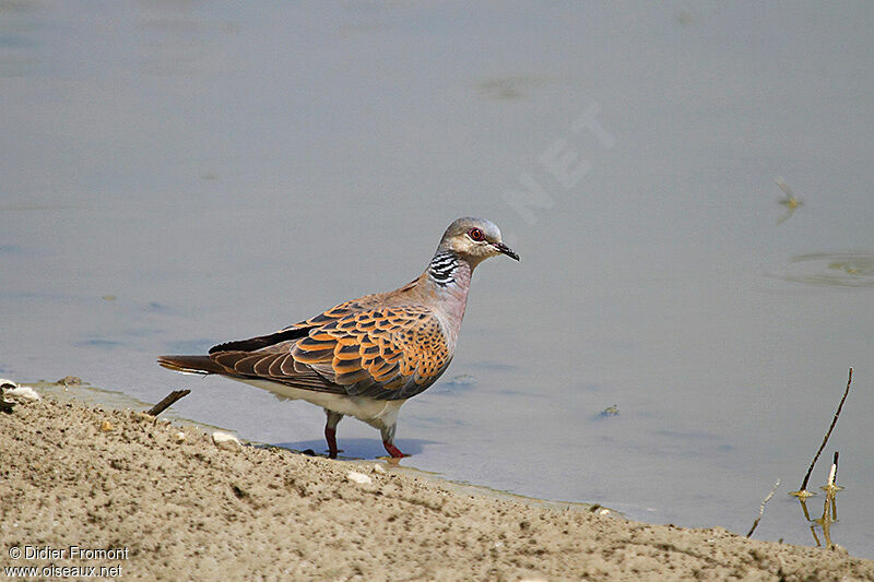 European Turtle Dove