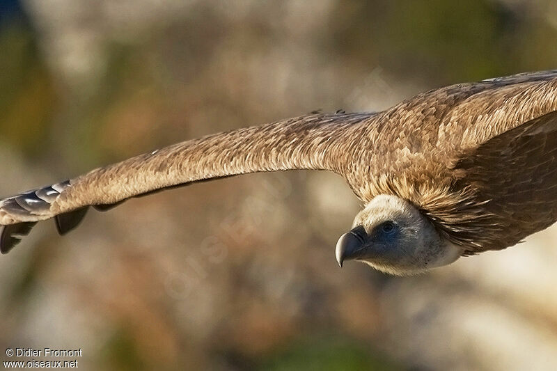 Griffon Vulture