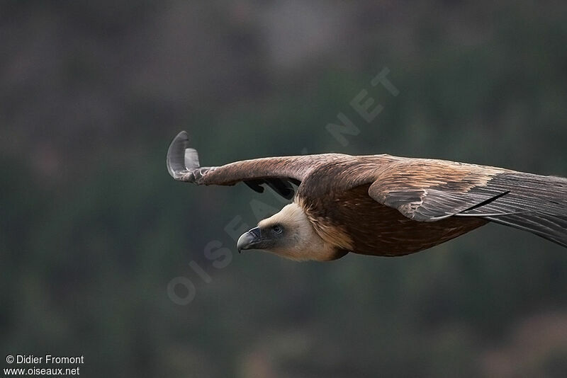 Griffon Vulture