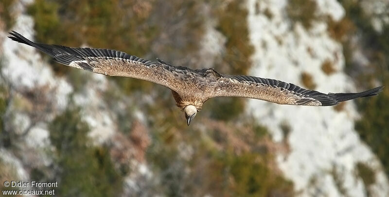 Vautour fauve