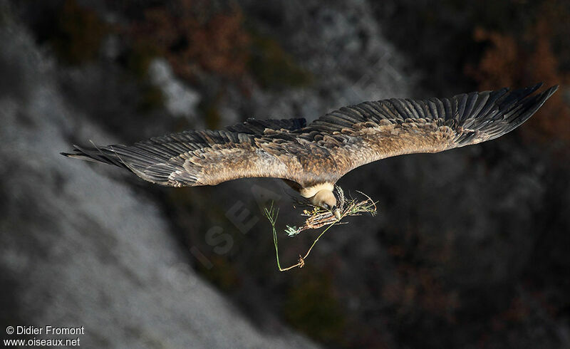 Griffon Vulture