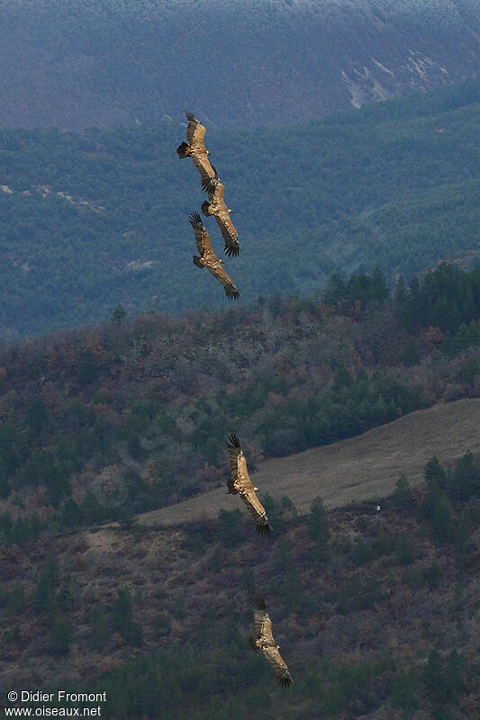 Griffon Vulture