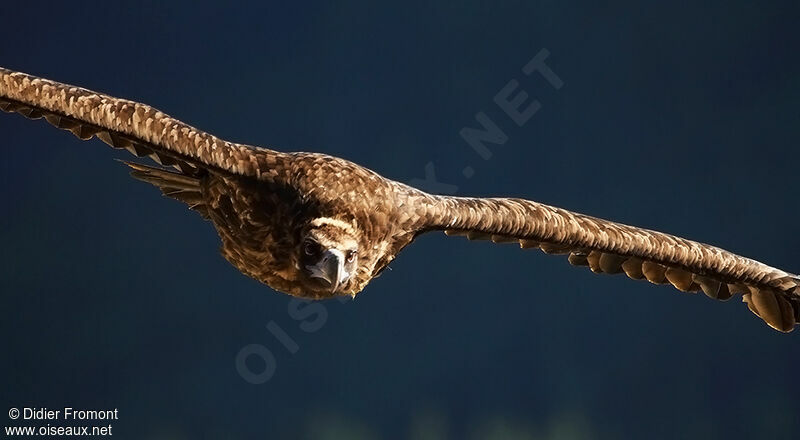 Cinereous Vulture