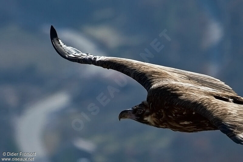 Cinereous Vulture