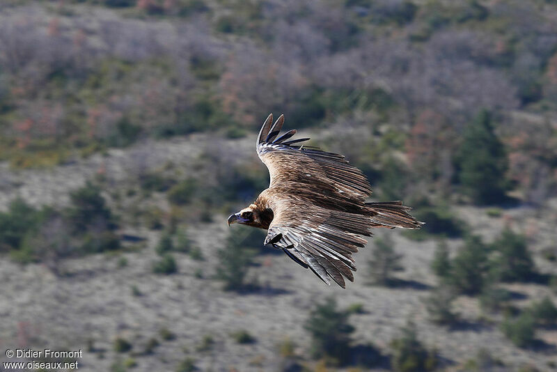 Cinereous Vulture