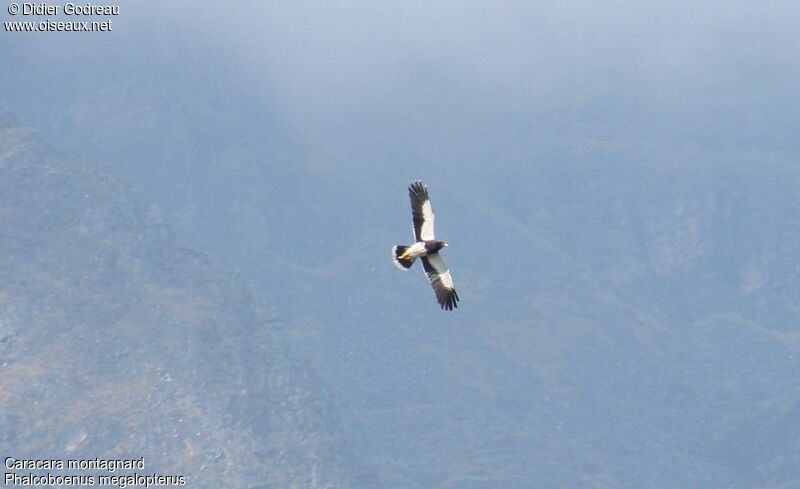 Caracara montagnard