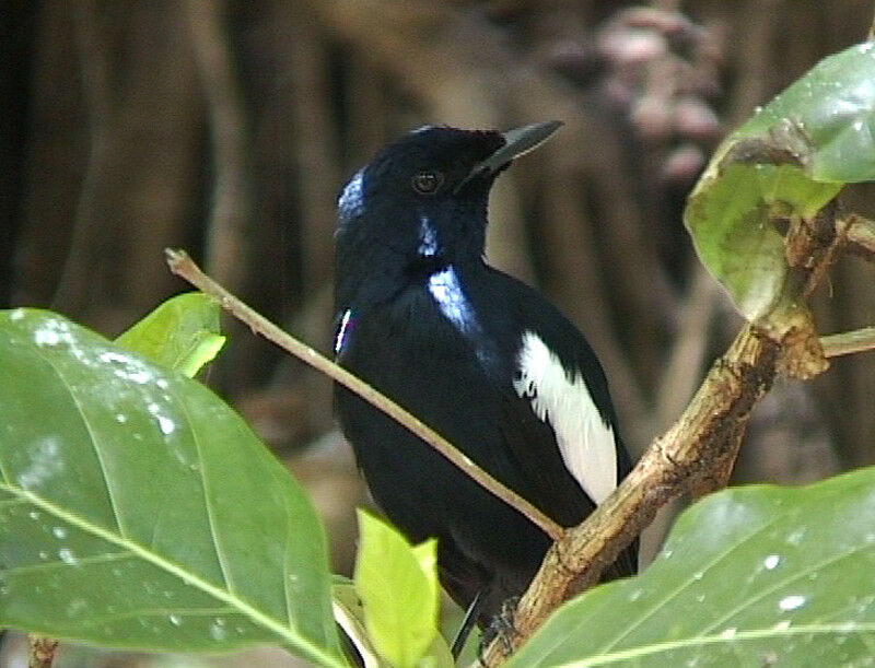 Seychelles Magpie-Robin