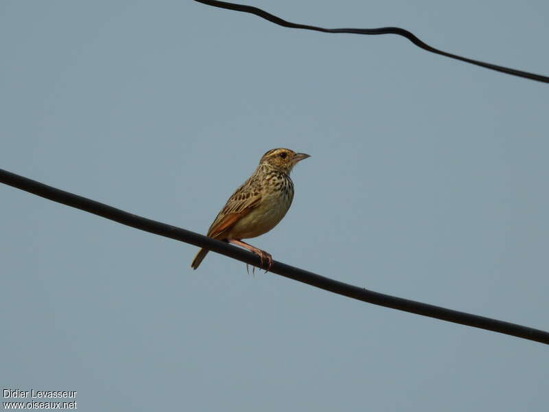 Indochinese Bush Lark, identification