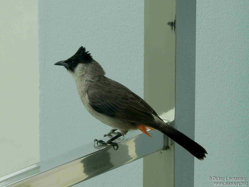 Bulbul cul-d'oradulte, portrait, composition, pigmentation