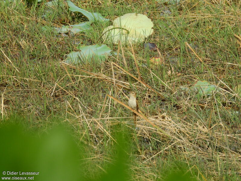 Coucou plaintif femelle, identification, composition