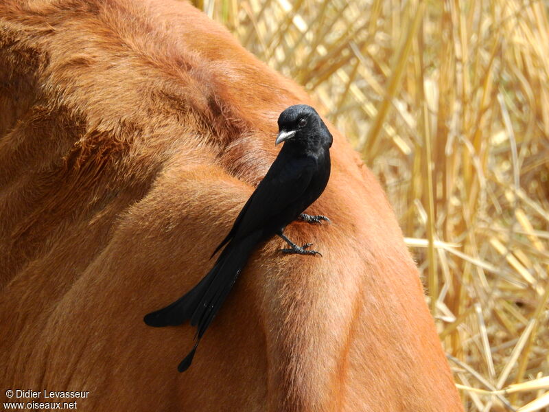 Drongo royal, identification, composition