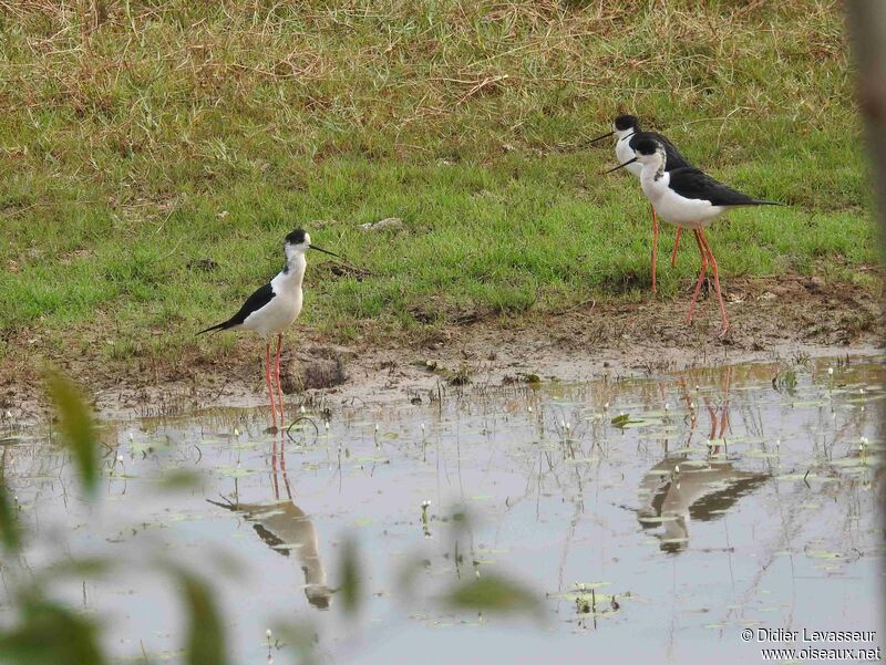 Black-winged Stilt, habitat, pigmentation, walking