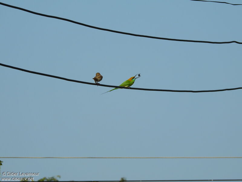 Asian Green Bee-eateradult, identification, aspect, eats