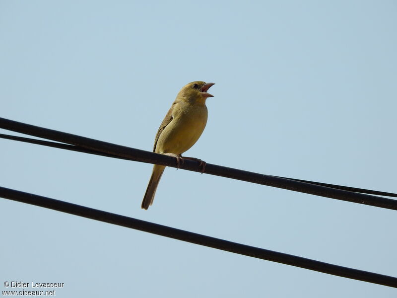 Plain-backed Sparrow female adult, identification, aspect, song