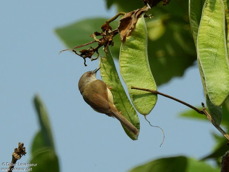 Yellow-bellied Priniaadult, identification