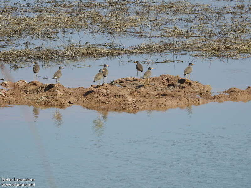 Grey-headed Lapwingadult, habitat